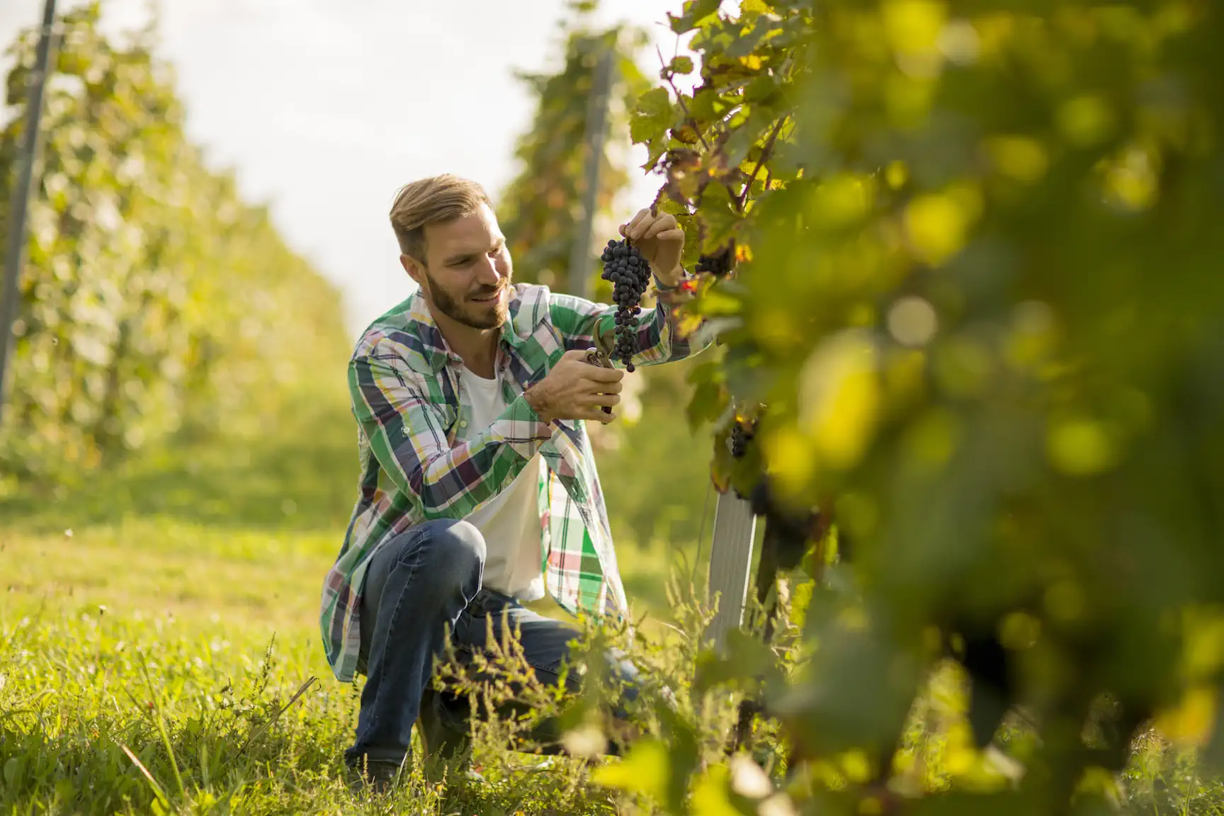 Das zeichnet Wein von der Mosel aus