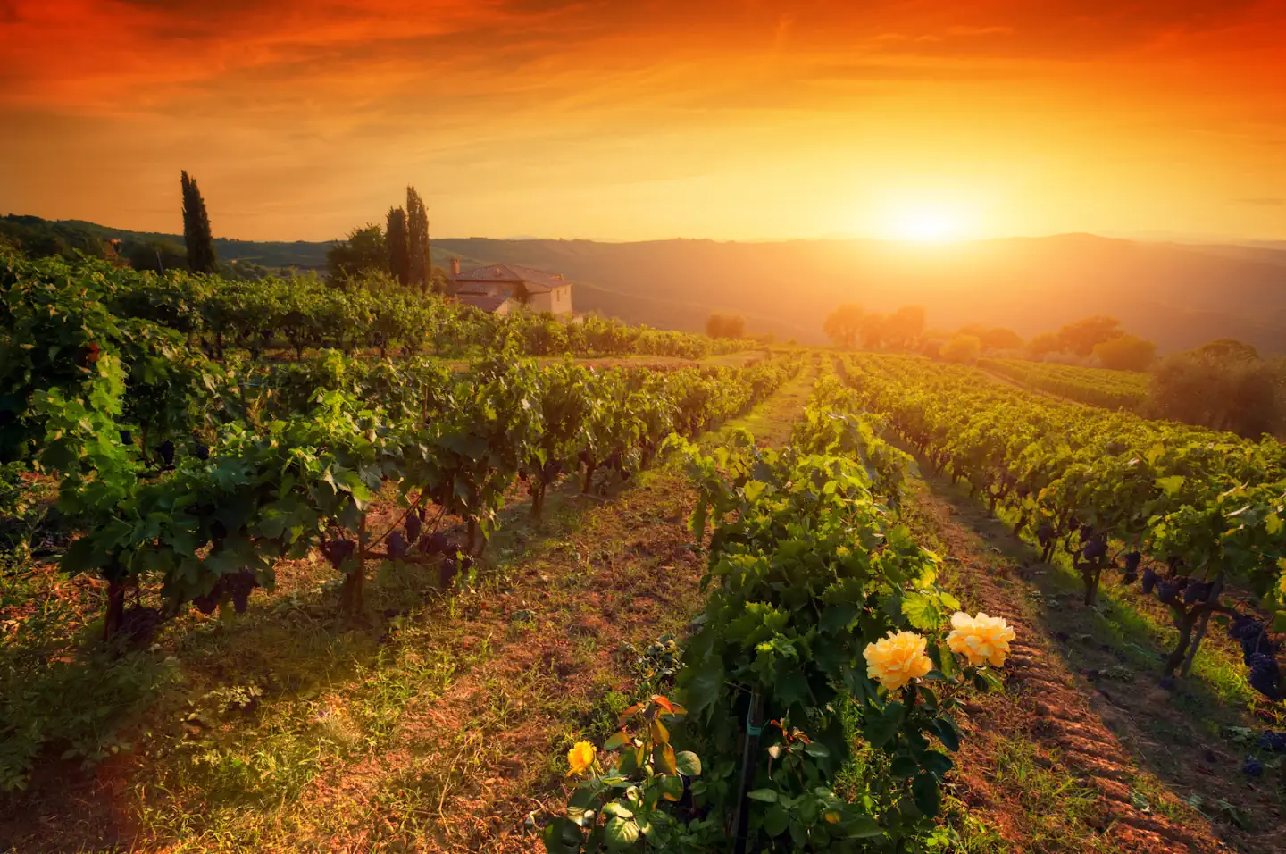 Das Geheimnis des Bordeaux